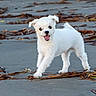animal, beach, canine, cute, daylight, dog, fur, happy, nature, outdoor, pet, playful, puppy, sand, seaweed, small_dog, smiling, tongue, walking, white_dog
