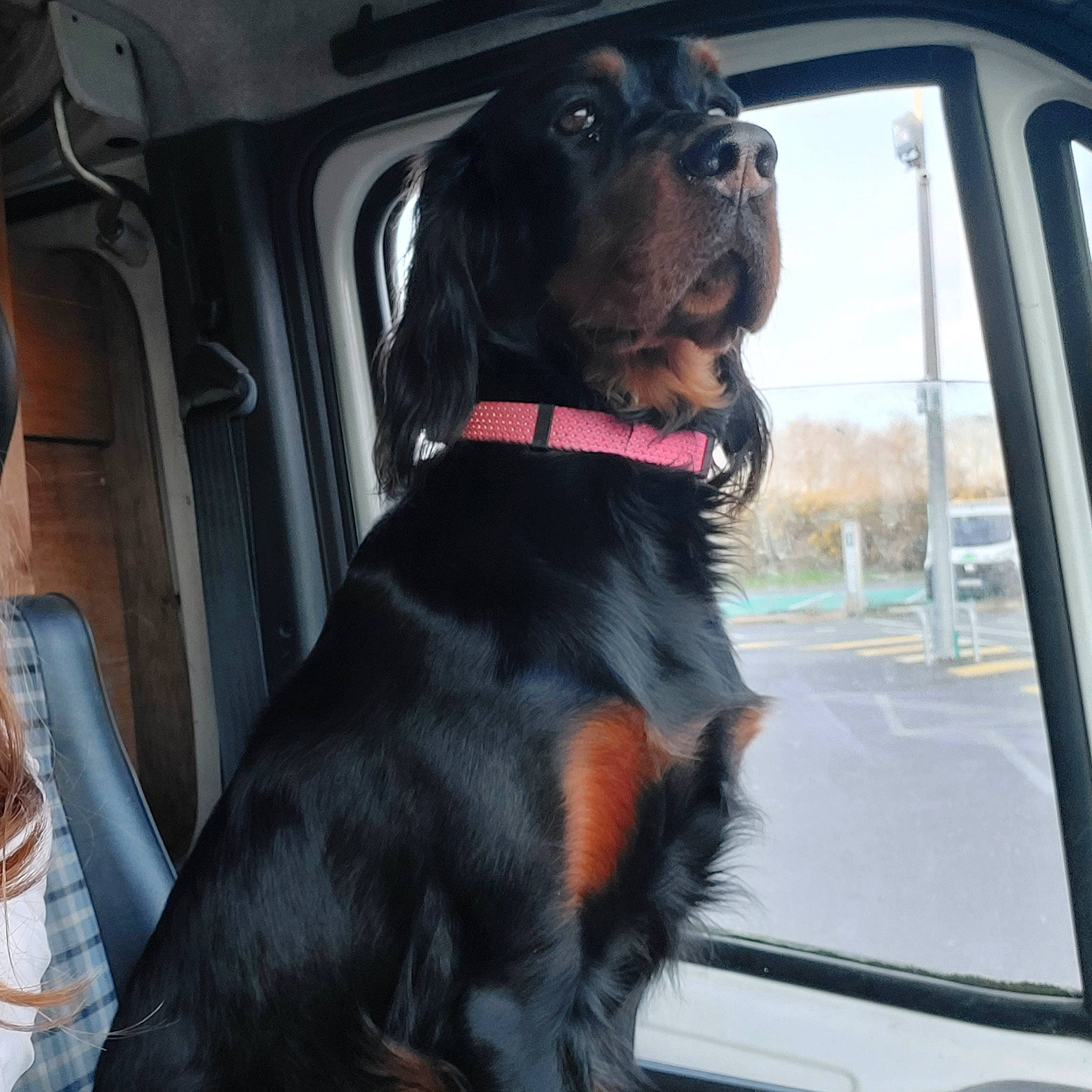 Uka participe au concours pour gagner de l'argent avec cette photo : auto_part, automotive_exterior, car, car_seat, car_seat_cover, carnivore, collar, companion_dog, dog, dog_breed, dog_collar, dog_supply, door, liver, motor_vehicle, vehicle, vehicle_door, window, windshield, working_animal