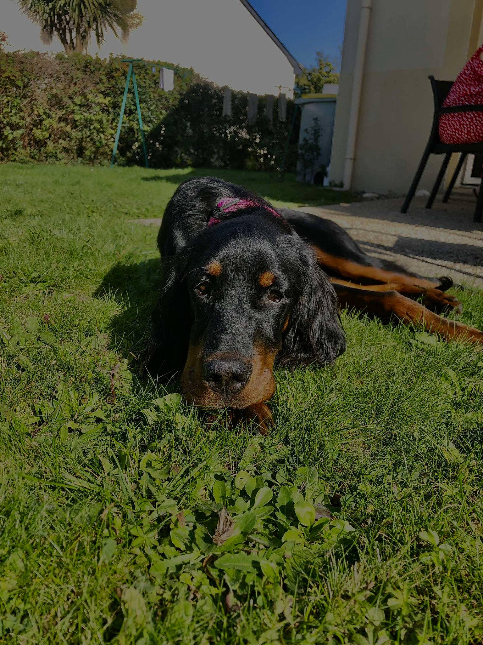 Uka a rejoint le concours — aidez-le/la à gagner de superbes lots ! carnivore, chair, companion_dog, desert_palm, dog, dog_breed, fur, grass, groundcover, liver, palm_tree, plant, snout, soil, sporting_group, terrestrial_animal, tree, whiskers, working_animal, working_dog