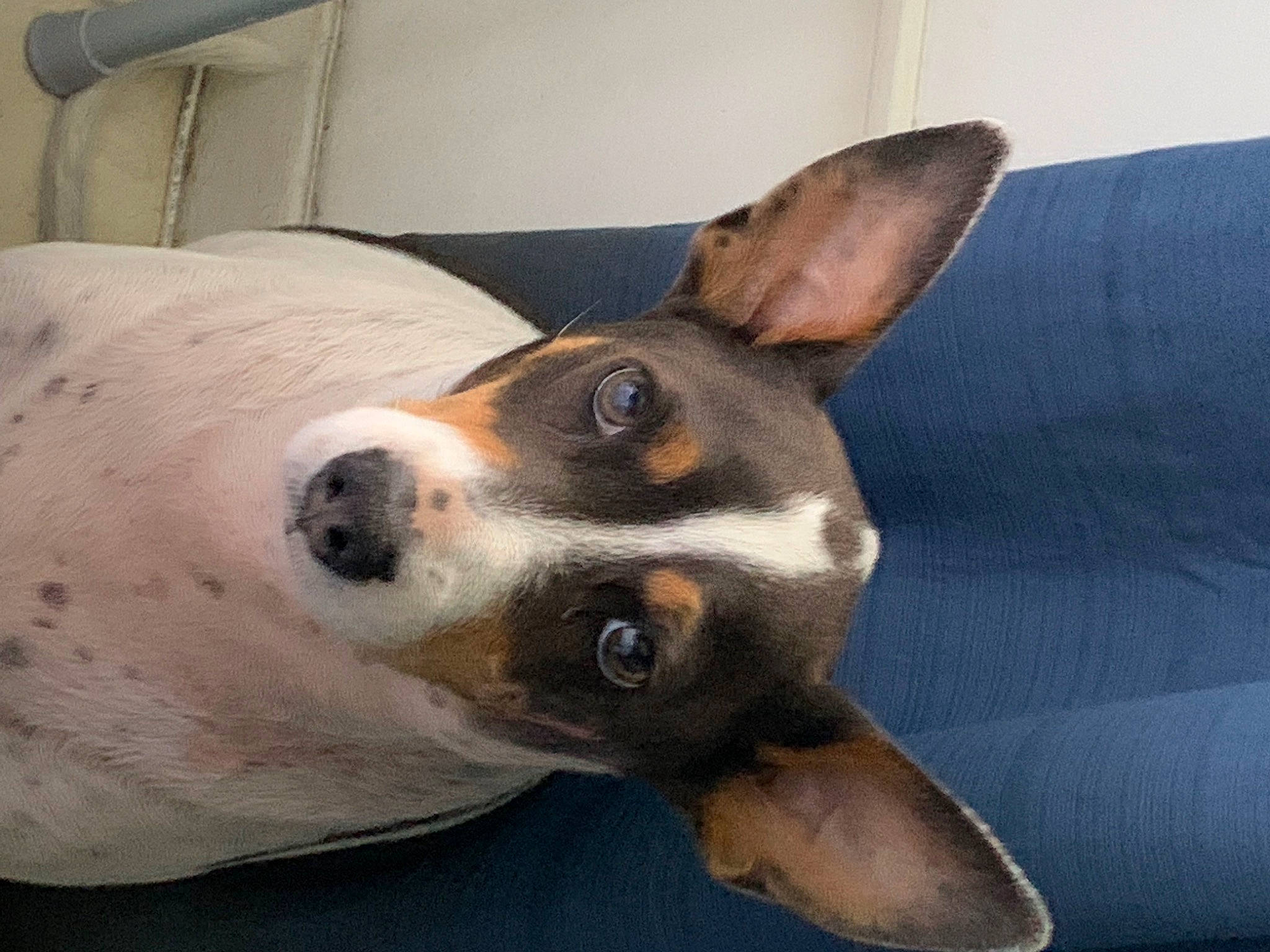 Dakota is registered to the contest to win money with this photo: basenji, canidae, carnivore, chilean_fox_terrier, collar, comfort, companion_dog, dog, dog_breed, ear, fawn, fur, non_sporting_group, paw, snout, sporting_group, toy_dog, whiskers, working_animal