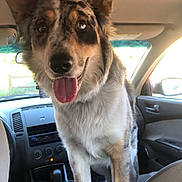 Kiko is registered to the contest to win money with this photo: animal, back_seat, canine, car, dashboard, dog, door, ears, fur, happy, inside, looking_at_camera, one_eye_blue, pet, seat, standing, tongue_out, two_eyes, vehicle_interior, window