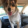 animal, back_seat, canine, car, dashboard, dog, door, ears, fur, happy, inside, looking_at_camera, one_eye_blue, pet, seat, standing, tongue_out, two_eyes, vehicle_interior, window