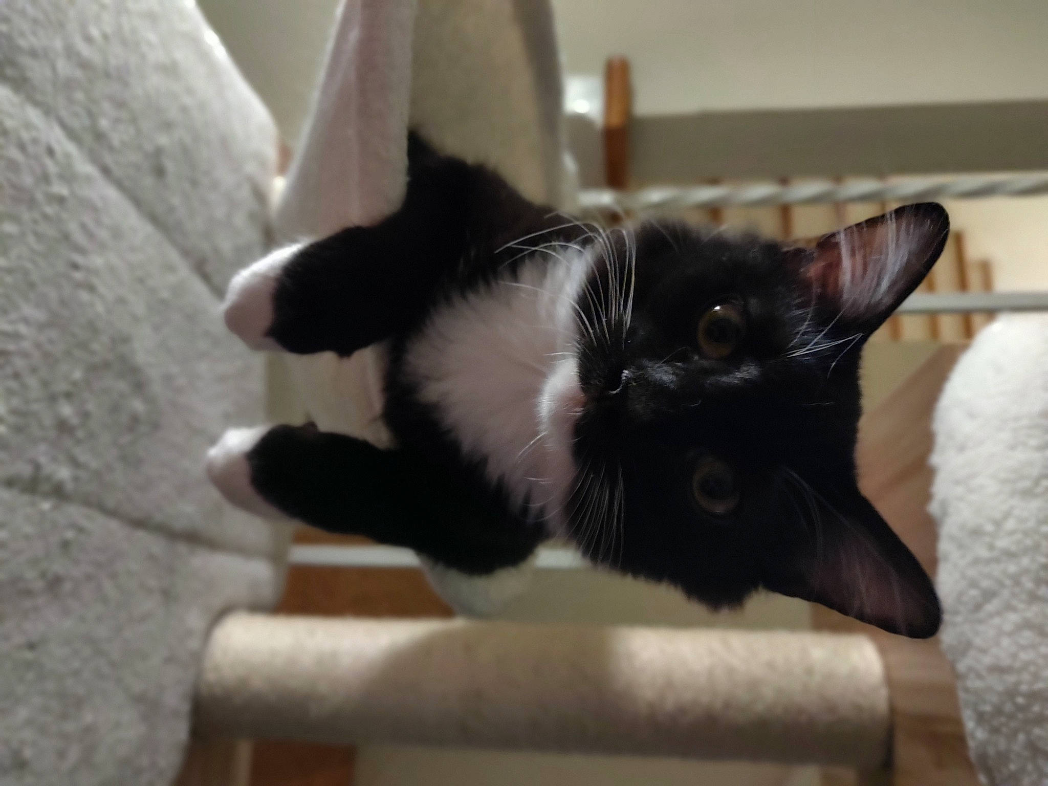 Little Pepe is registered to the contest to win money with this photo: black_cat, carnivore, cat, claw, domestic_short_haired_cat, felidae, flooring, fur, small_to_medium_sized_cats, snout, tail, whiskers