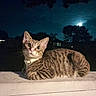 Milo joined the competition — help win amazing prizes! big_eyes, cat, collar, cute, house, looking_up, mammal, moon, night, night_photography, outdoor, pet, porch, railing, silhouette, stripes, tabby_cat, tree, whiskers, window_light