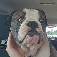 Cooper is registered to the contest to win money with this photo: american_bulldog, australian_bulldog, bulldog, canidae, carnivore, companion_dog, dog, dog_breed, dorset_olde_tyme_bulldogge, mammal, non_sporting_group, nose, old_english_bulldog, olde_english_bulldogge, rare_breed_dog, renascence_bulldogge, snout, toy_bulldog, valley_bulldog, vertebrate