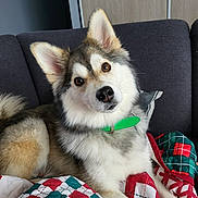 Sylka participe au concours pour gagner de l'argent avec cette photo : dog, pet, canine, fluffy, couch, blanket, quilt, indoor, brown_eyes, green_collar, fur, head_tilt, relaxed, domestic_animal, companion, portrait, animal, cozy, living_room, cute
