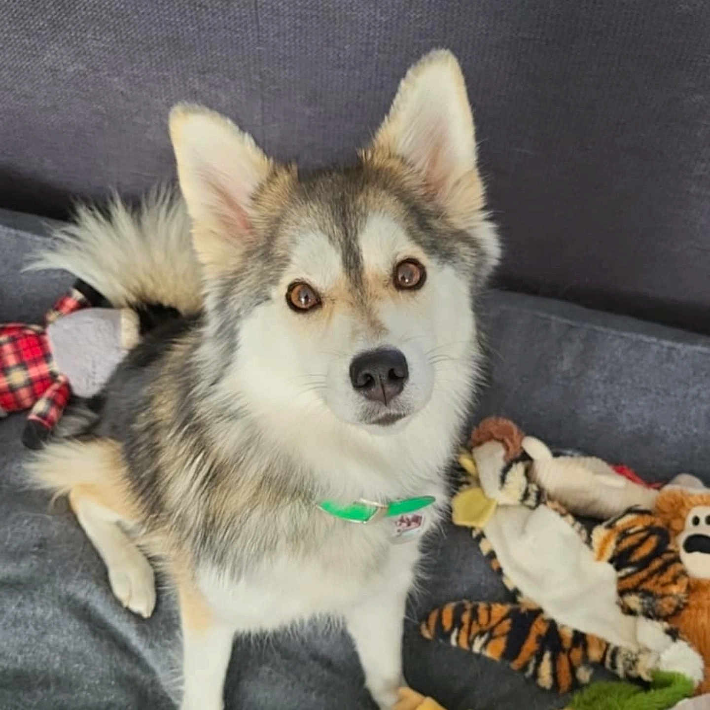 Sylka participe au concours pour gagner de l'argent avec cette photo : dog, pet, fluffy, collar, indoor, couch, plush_toys, stuffed_animals, curious, brown_eyes, sitting, furry, canine, companion, animal, domestic, cute, soft, playful, relaxed