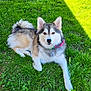 Sylka participe au concours pour gagner de l'argent avec cette photo : dog, outdoor, grass, pet, collar, canine, animal, fur, laying_down, sunlight, nature, mammal, portrait, cute, fluffy, domestic_animal, greenery, relaxed, summer, shadow