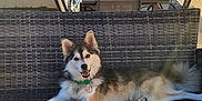 Sylka a rejoint le concours — aidez-le/la à gagner de superbes lots ! dog, outdoor, bench, wicker, sunlight, happy, pet, collar, tag, fence, table, chair, backyard, shadow, sky, relaxed, fur, daylight, smiling, canine