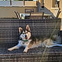 dog, outdoor, bench, wicker, sunlight, happy, pet, collar, tag, fence, table, chair, backyard, shadow, sky, relaxed, fur, daylight, smiling, canine