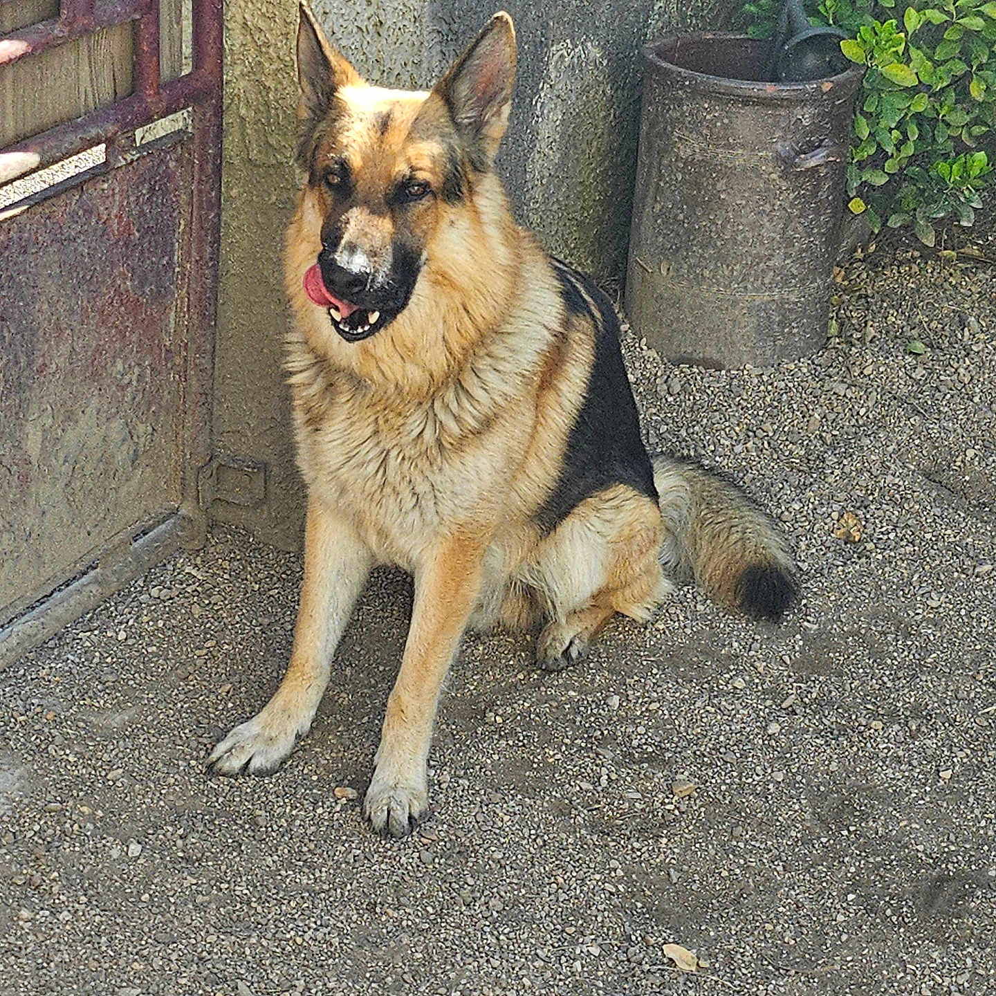 Rex a rejoint le concours — aidez-le/la à gagner de superbes lots ! animal, bucket, can, canine, dog, germanshepherd, gravel, leash, pet, plant, pottedplant, road, slate, soil, tin, trashcan, wateringcan
