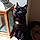 Cachou