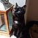 Cachou