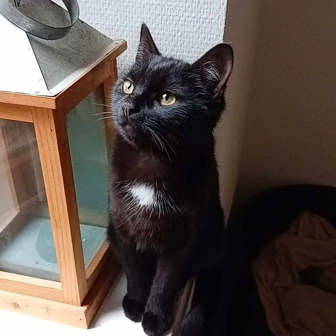 Cachou