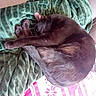 black_cat, sleeping, curled_up, blanket, cozy, fur, pet, indoor, resting, animal, cute, domestic_cat, soft_texture, relaxation, peaceful, nap, green_blanket, close_up, feline, comfort