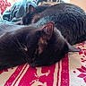 black_cat, sleeping, cat, feline, fur, whiskers, animal, pet, cozy, resting, blanket, patterned_blanket, indoors, cute, domestic_cat, closeup, two_animals, warm, relaxation, nap
