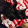 black_cat, kitten, paw, stretching, blanket, red_and_white, patterned_blanket, indoor, cute, pet, feline, whiskers, curious, playful, cozy, close_up, young_cat, animal, domestic_cat, relaxing