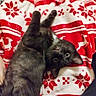 cat, kitten, black_cat, pet, animal, cute, lying_down, blanket, red, white, pattern, cozy, indoor, fur, playful, eyes, whiskers, relaxed, looking_up, closeup