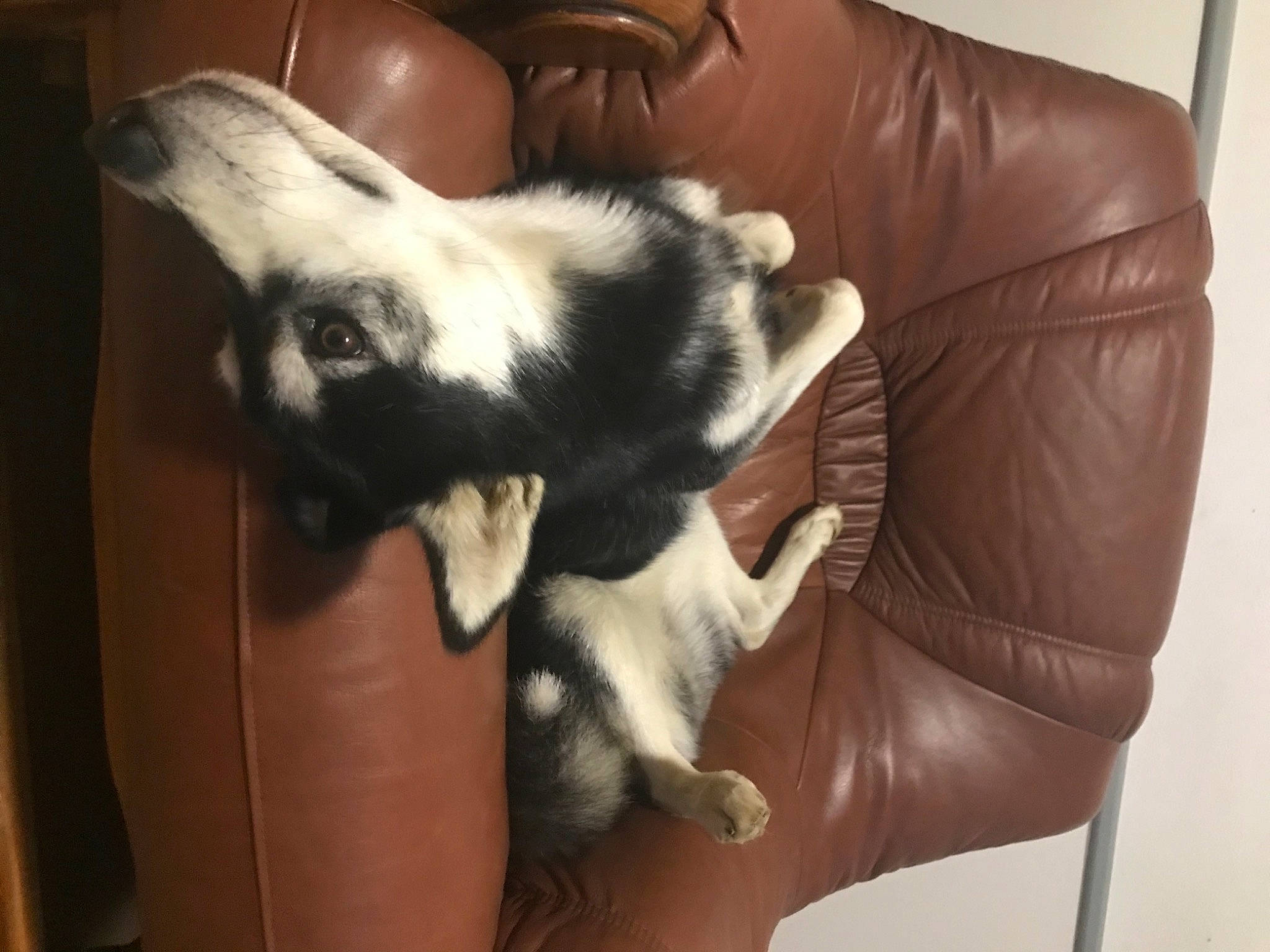 Grüte participe au concours pour gagner de l'argent avec cette photo : canidae, carnivore, cat, comfort, companion_dog, couch, dog_breed, fawn, felidae, fur, non_sporting_group, paw, sleeper_chair, small_to_medium_sized_cats, sporting_group, tail, terrestrial_animal, whiskers, working_animal