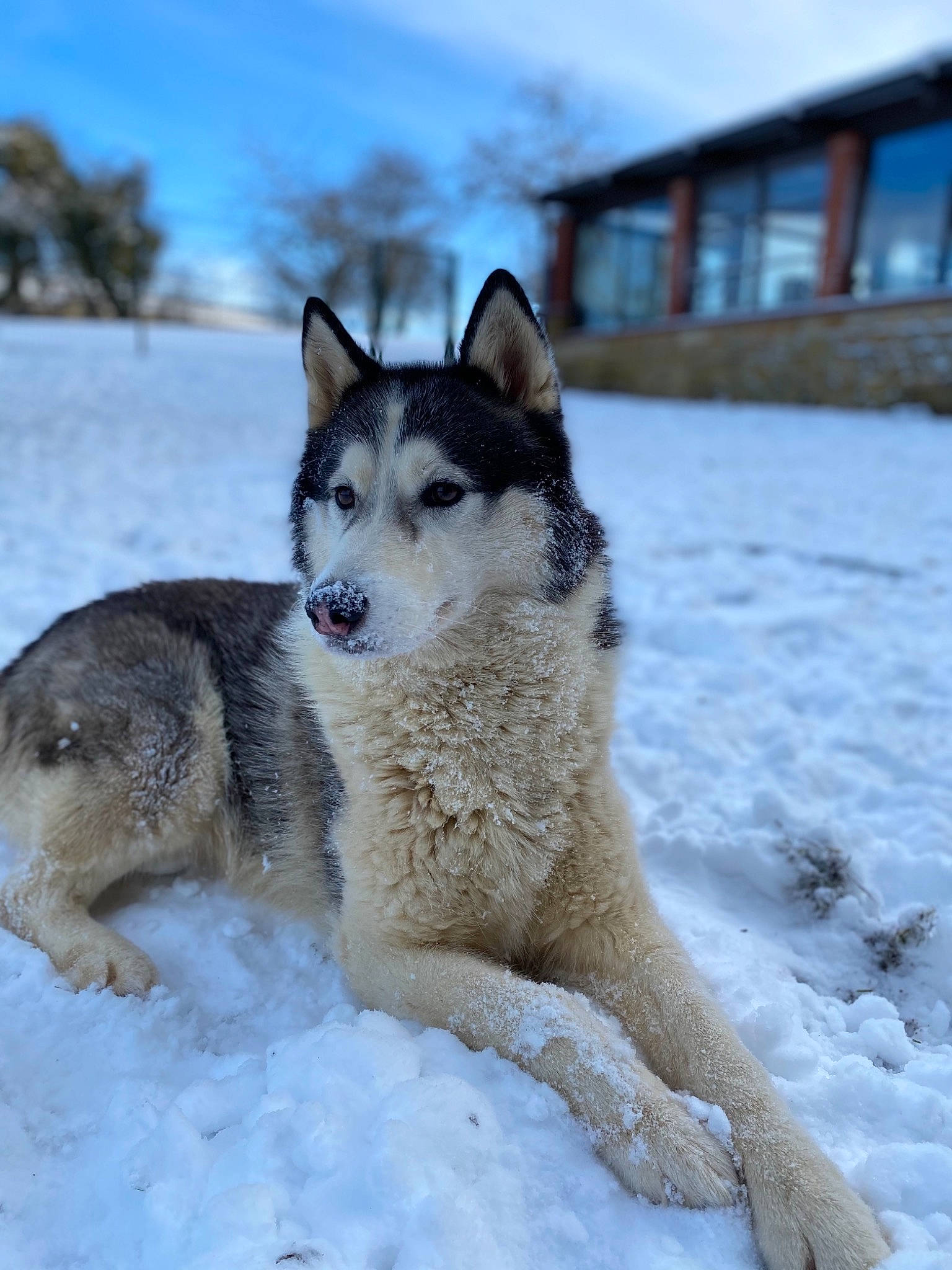 Inouk a rejoint le concours — aidez-le/la à gagner de superbes lots ! canis, carnivore, cloud, dog, dog_breed, freezing, fur, siberian_husky, sky, sled_dog, snout, snow, sporting_group, terrestrial_animal, tree, wildlife, window, winter, wolf, working_dog