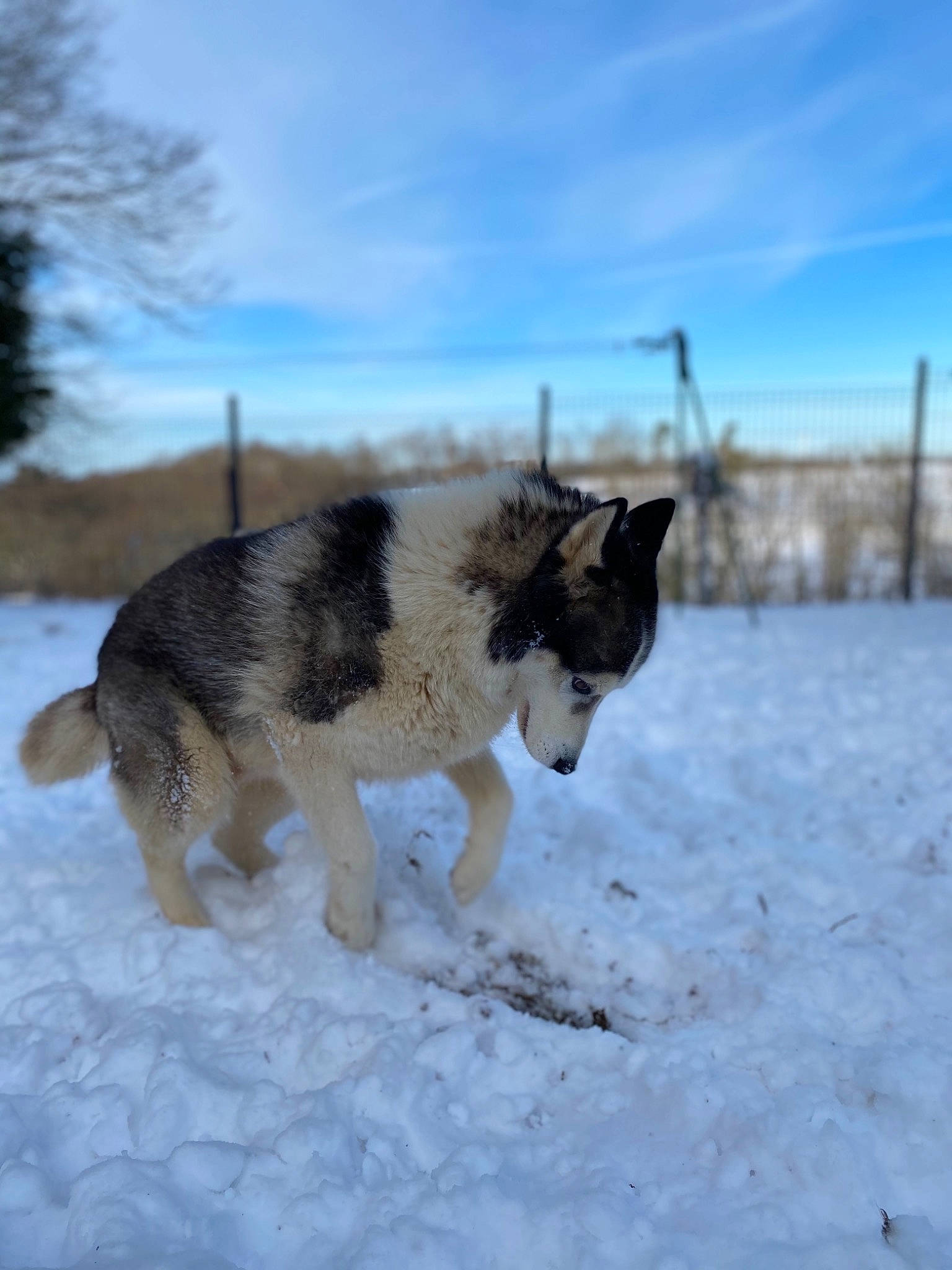 Inouk a rejoint le concours — aidez-le/la à gagner de superbes lots ! canidae, carnivore, cat, cloud, dog, dog_breed, freezing, fur, siberian_husky, sky, sled_dog, snout, snow, sporting_group, tail, tree, wildlife, winter, wolf, working_dog