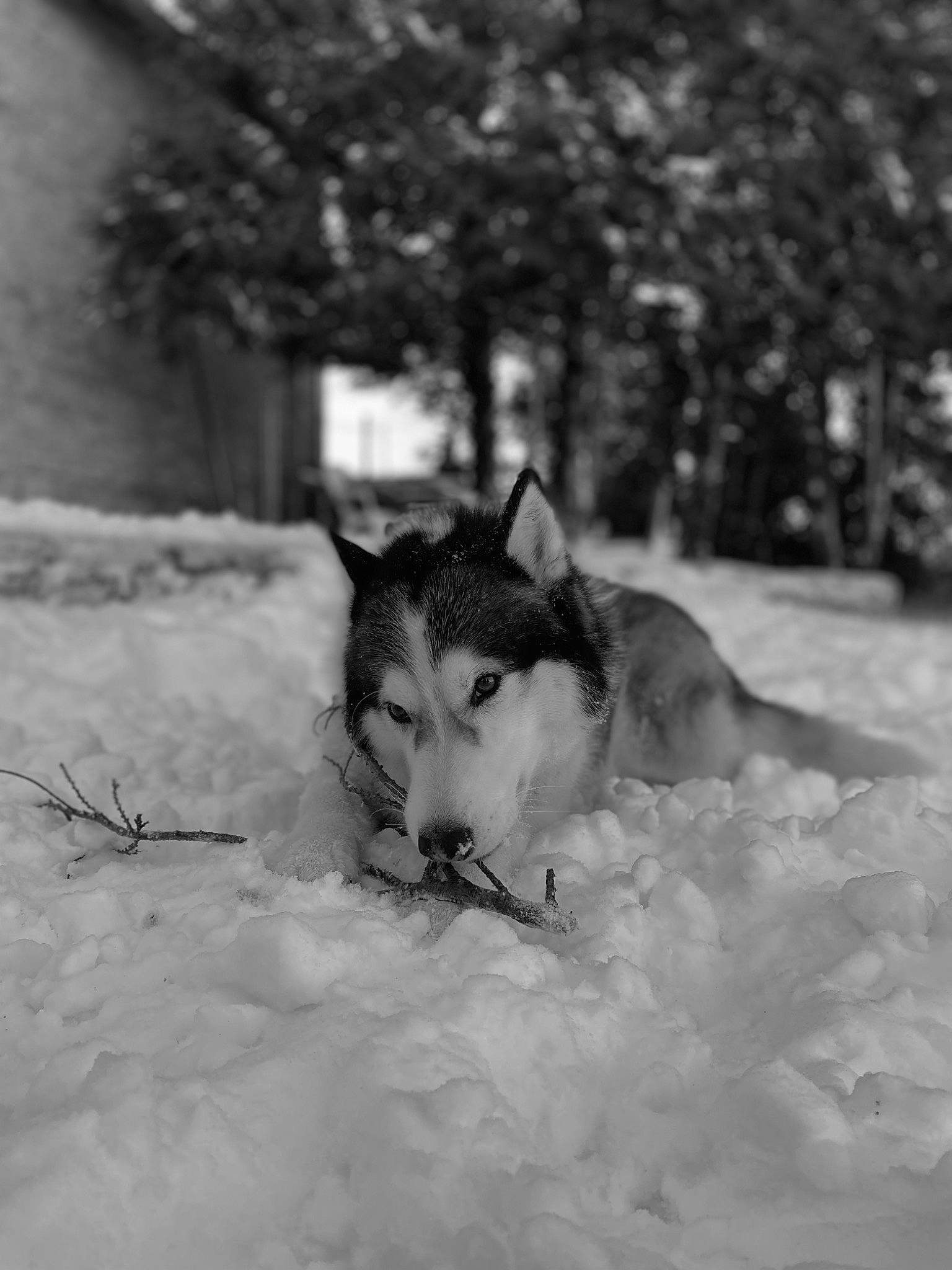 Inouk a rejoint le concours — aidez-le/la à gagner de superbes lots ! black_and_white, carnivore, cat, dog_breed, domestic_short_haired_cat, eye, felidae, freezing, grass, monochrome, monochrome_photography, small_to_medium_sized_cats, snout, snow, sporting_group, style, tail, tree, whiskers, winter
