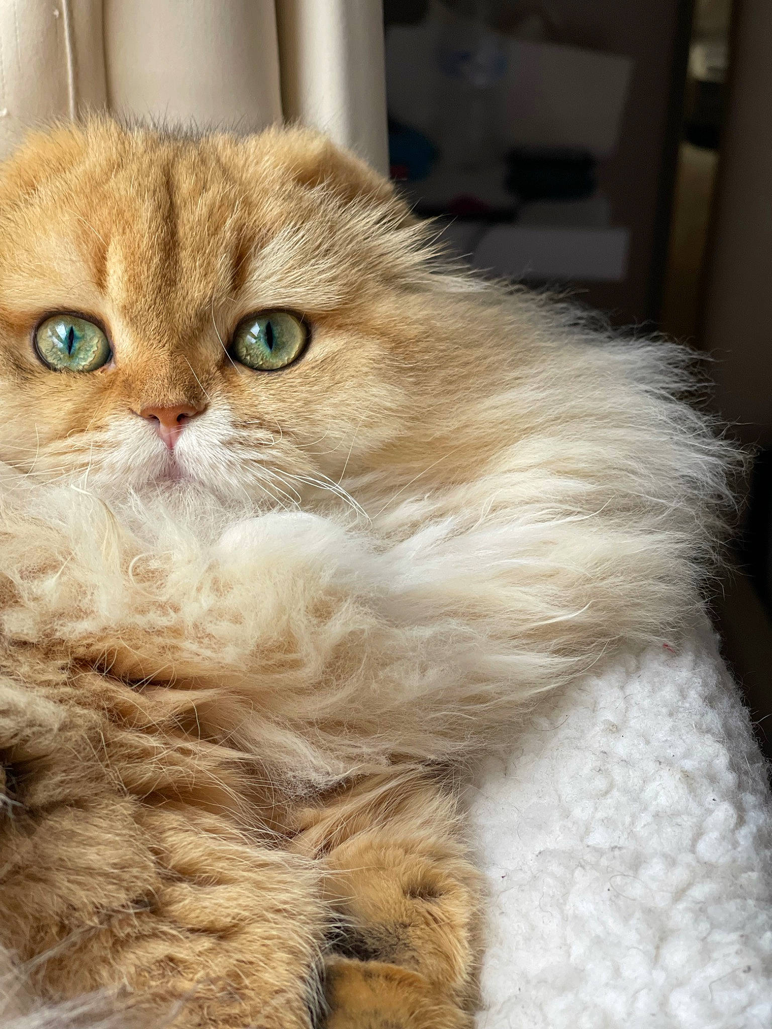 Jupiter joined the competition — help win amazing prizes! british_longhair, carnivore, cat, claw, domestic_short_haired_cat, eye, fawn, felidae, fur, paw, persian, selkirk_rex, small_to_medium_sized_cats, snout, tail, terrestrial_animal, whiskers