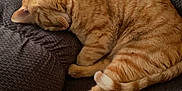 Bowser joined the competition — help win amazing prizes! cat, orange_tabby, sleeping, chair, indoor, cozy, pet, feline, resting, fur, domestic_cat, cute, relaxing, animal, paw, tail, home, quiet, soft, napping