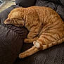 cat, orange_tabby, sleeping, chair, indoor, cozy, pet, feline, resting, fur, domestic_cat, cute, relaxing, animal, paw, tail, home, quiet, soft, napping