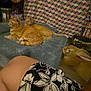 cat, orange_tabby, rabbit, pet_bed, patterned_curtain, indoor, animal, furniture, person, skirt, floral_pattern, leg, cozy, resting, pet, domestic, companion_animals, floor, cage, relaxation
