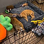 Bowser joined the competition — help win amazing prizes! rabbit, cat, pet_bed, stuffed_toy, indoor, fence, floor, orange_tabby, brown_rabbit, plush_toys, carrot_toy, green_toy, relaxed, wood_floor, corner, wall_outlet, cage, pet_area, cozy, animal_buddies