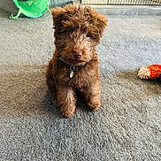 Edie is registered to the contest to win money with this photo: puppy, dog, brown, fluffy, carpet, toy, collar, indoor, pet, cute, small, playful, tunnel, fence, living_room, animal, home, floor, sitting, adorable
