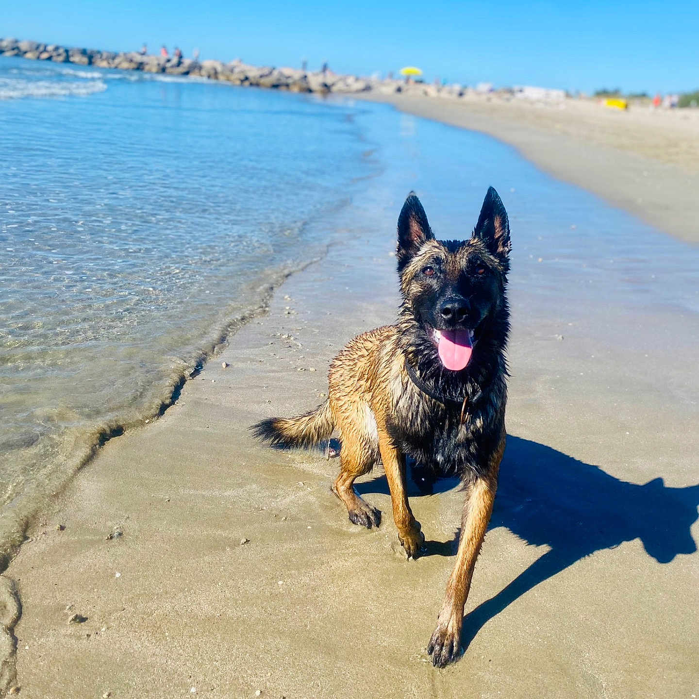 Tina a rejoint le concours — aidez-le/la à gagner de superbes lots ! animal, beach, canine, coast, dog, germanshepherd, horizon, nature, outdoors, pet, policedog, puppy, rock, sand, scenery, sea, shoreline, sky, summer, water