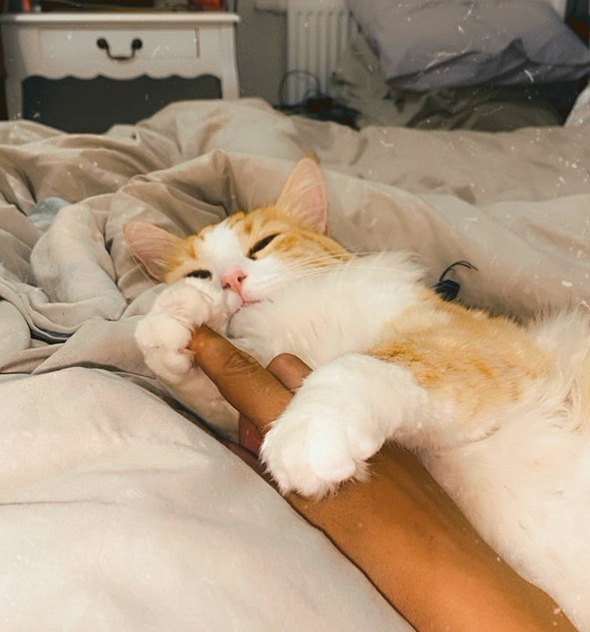 Simba participe au concours pour gagner de l'argent avec cette photo : bed, bed_sheet, bedding, blanket, carnivore, cat, comfort, domestic_short_haired_cat, duvet, fawn, felidae, fur, kitchen_appliance, linens, nap, paw, room, small_to_medium_sized_cats, tail, whiskers