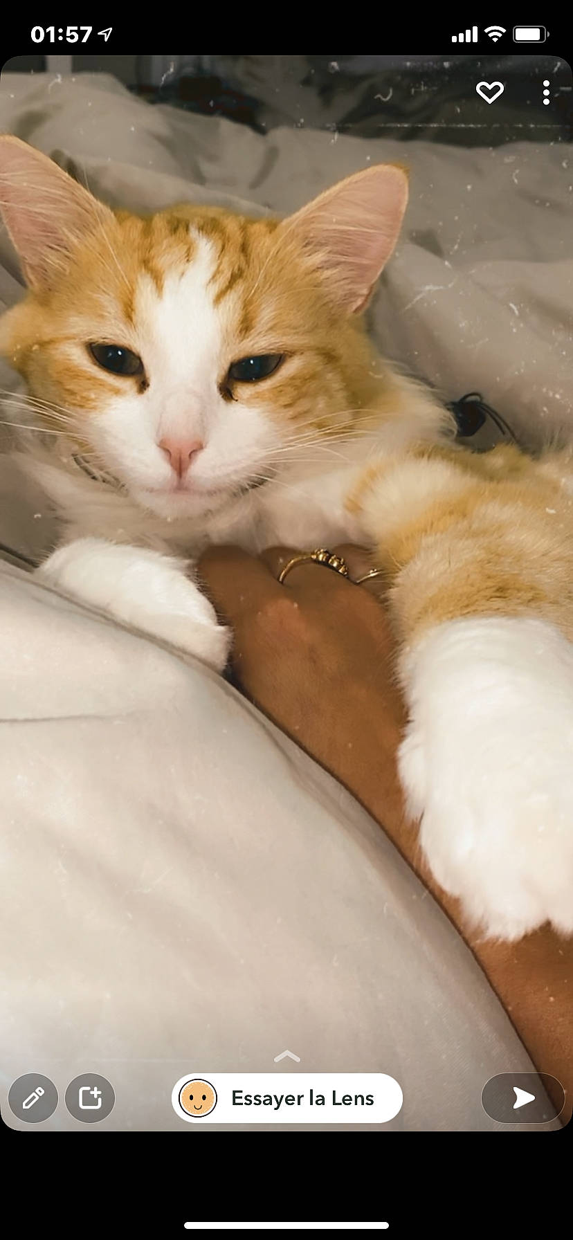 Simba a rejoint le concours — aidez-le/la à gagner de superbes lots ! bed, carnivore, cat, claw, comfort, companion_dog, domestic_short_haired_cat, fawn, felidae, fur, nap, paw, small_to_medium_sized_cats, snout, tail, whiskers