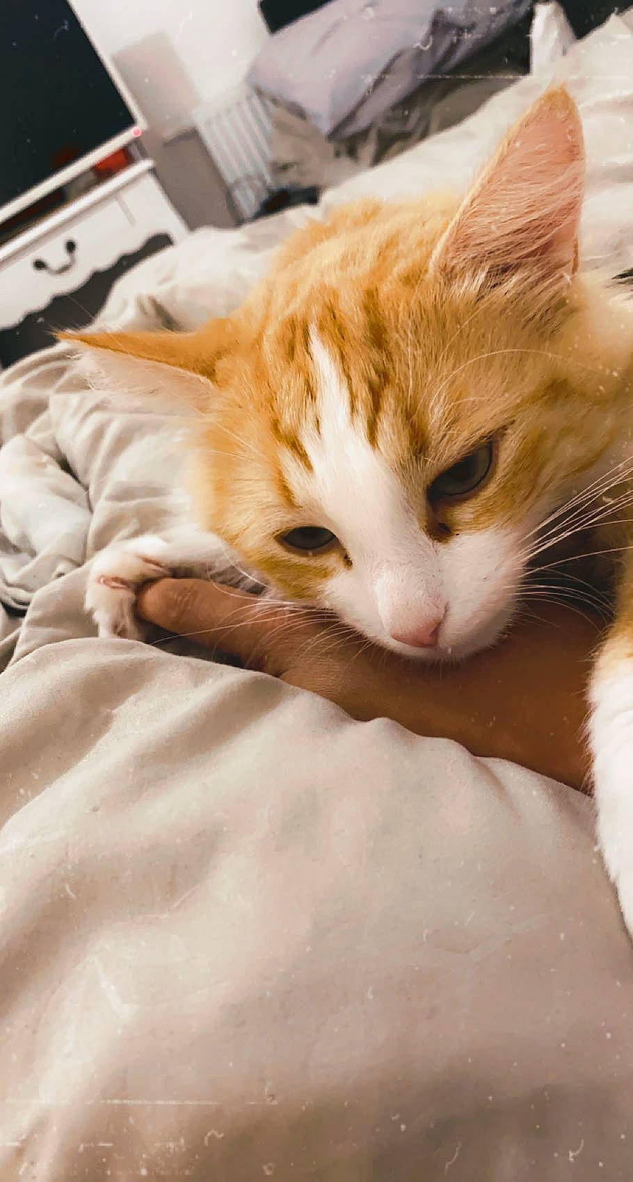 Simba participe au concours pour gagner de l'argent avec cette photo : carnivore, cat, claw, comfort, computer_keyboard, domestic_short_haired_cat, ear, eye, fawn, felidae, fur, linens, paw, sitting, small_to_medium_sized_cats, snout, tail, whiskers, wood