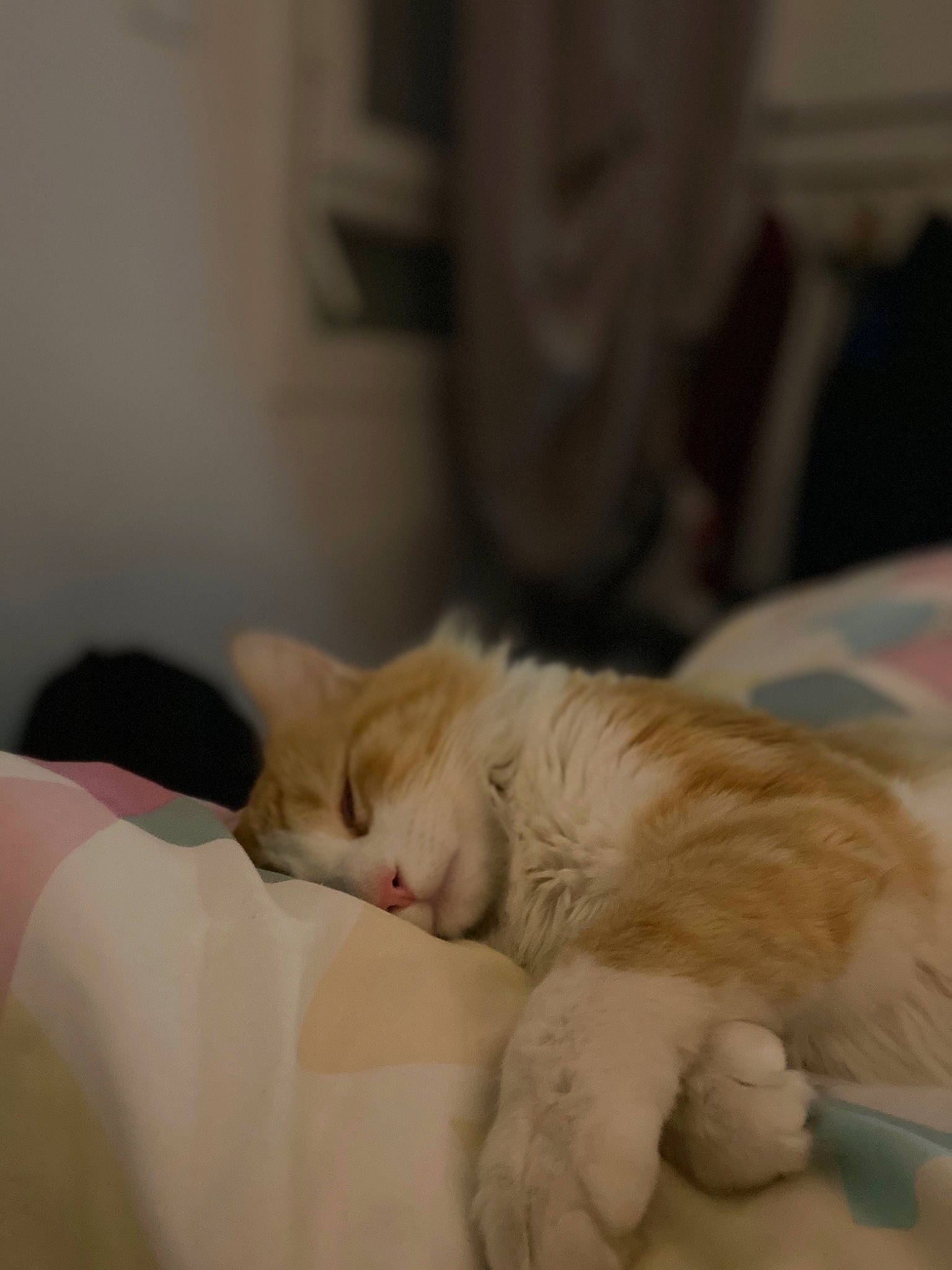 Simba participe au concours pour gagner de l'argent avec cette photo : bed, bed_sheet, carnivore, cat, claw, comfort, domestic_short_haired_cat, fawn, felidae, foot, fur, human_leg, linens, nap, paw, sleep, small_to_medium_sized_cats, snout, tail, whiskers