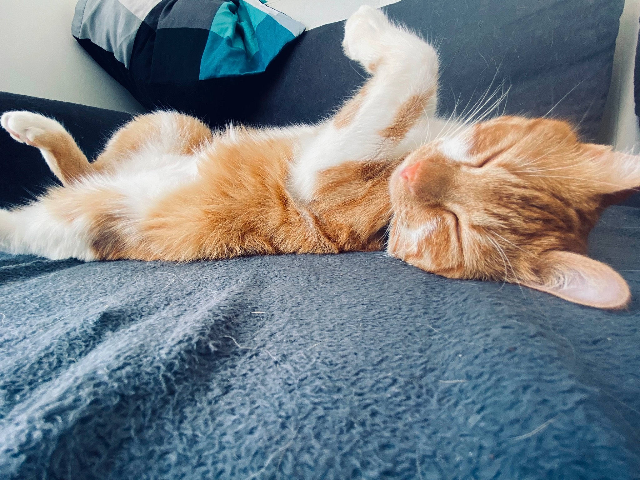 Otto a rejoint le concours — aidez-le/la à gagner de superbes lots ! canidae, carnivore, cat, claw, comfort, companion_dog, fawn, felidae, foot, fur, human_leg, linens, nap, paw, small_to_medium_sized_cats, snout, sporting_group, tail, thigh, whiskers