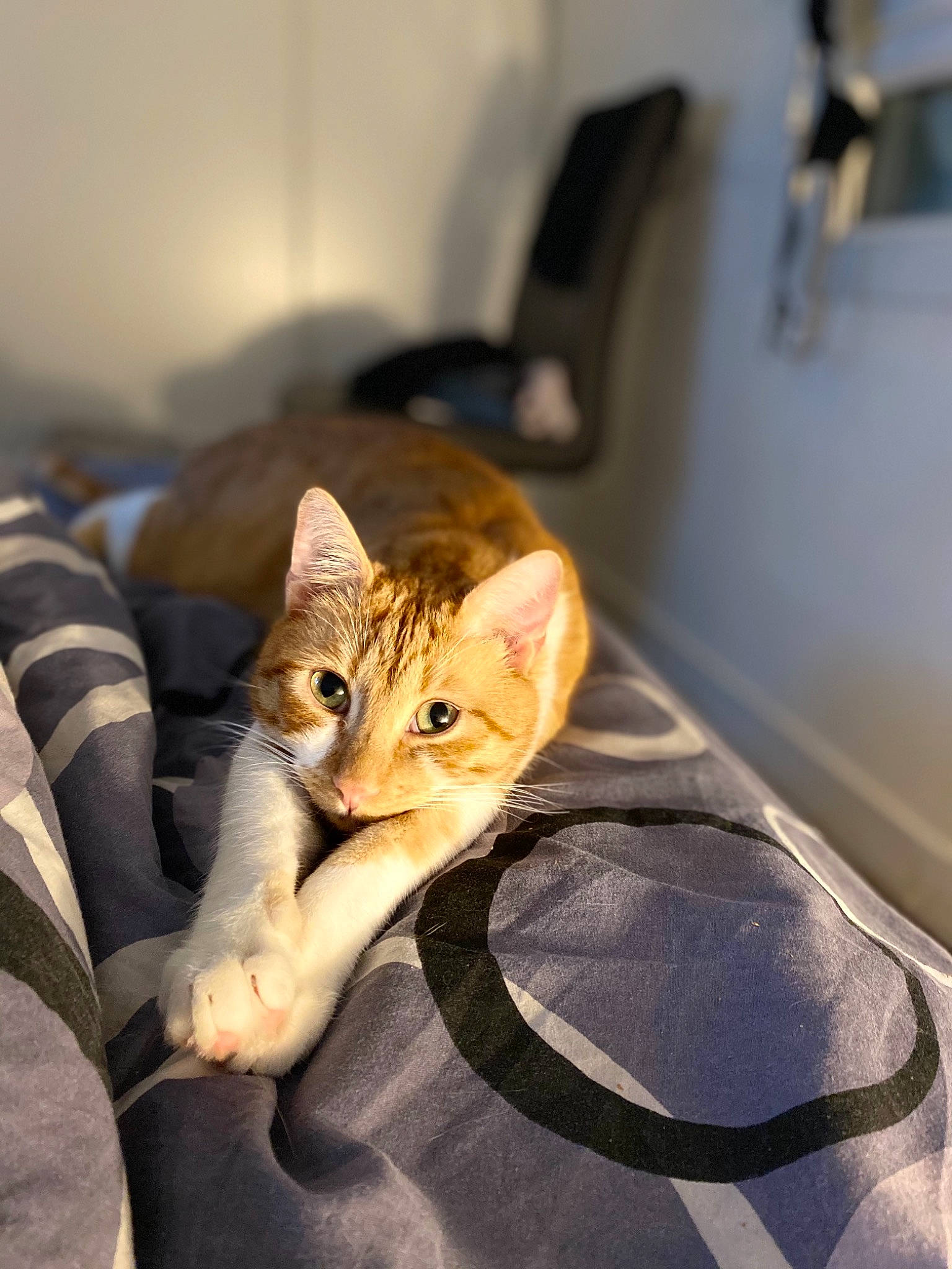 Otto participe au concours pour gagner de l'argent avec cette photo : carnivore, cat, claw, comfort, domestic_short_haired_cat, fawn, felidae, fur, human_leg, linens, paw, sitting, small_to_medium_sized_cats, snout, tree, vehicle_door, whiskers, window, windshield, wood