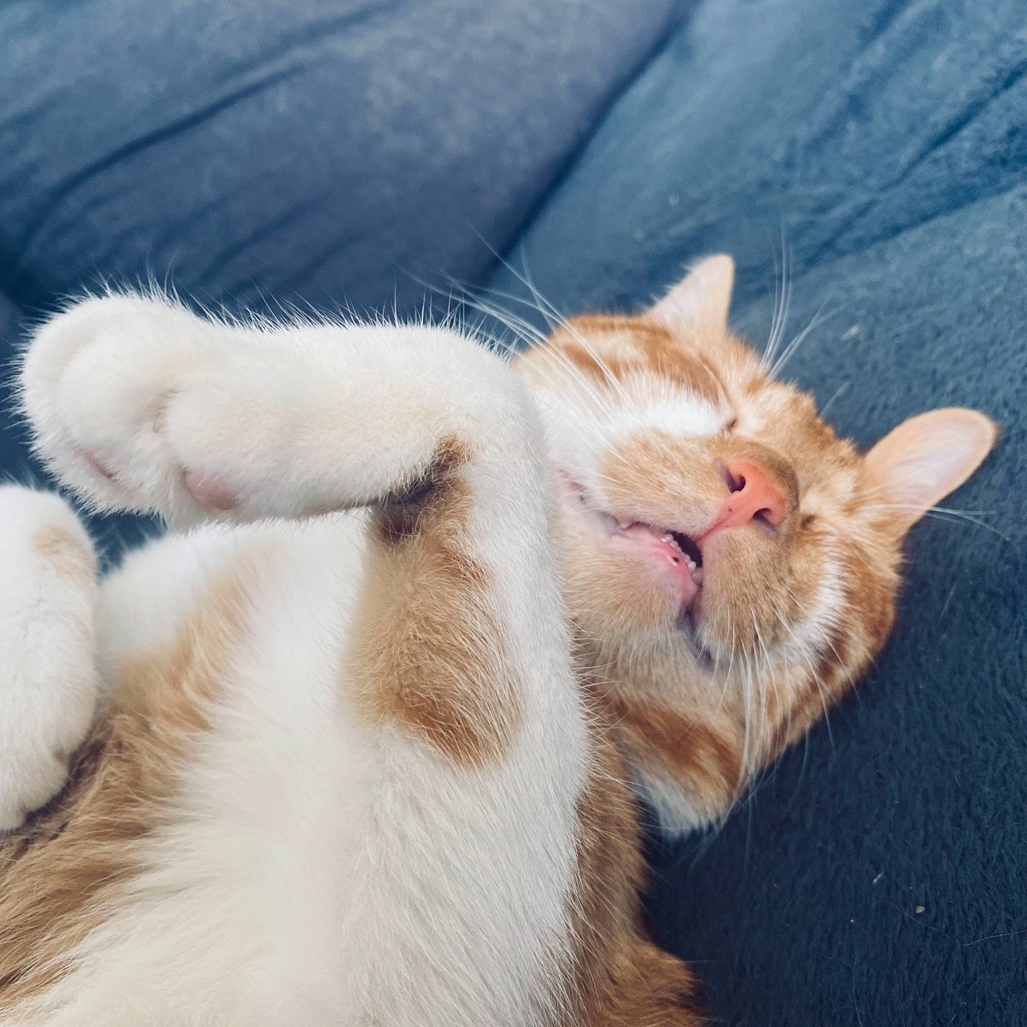 Otto a rejoint le concours — aidez-le/la à gagner de superbes lots ! carnivore, cat, claw, cloud, comfort, domestic_short_haired_cat, eye, fawn, felidae, foot, fur, head, human_leg, nap, paw, small_to_medium_sized_cats, tail, whiskers, window, yawn