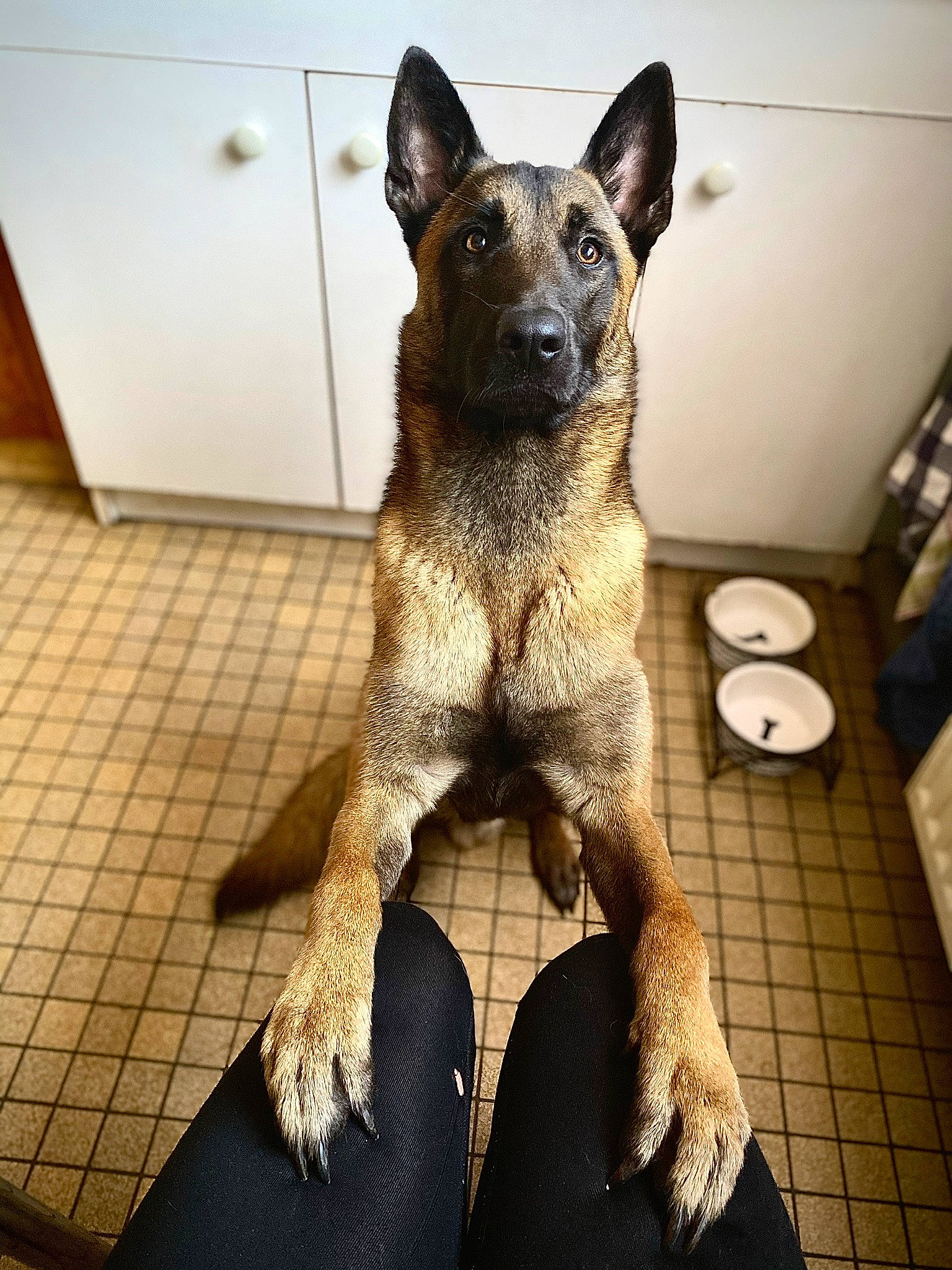 Aïko participe au concours pour gagner de l'argent avec cette photo : australian_cattle_dog, canidae, carnivore, companion_dog, dog, dog_breed, door, eye, fawn, flooring, fur, herding_dog, paw, snout, sporting_group, tail, terrestrial_animal, whiskers, working_animal, working_dog