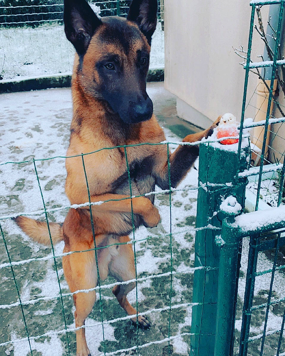 Aïko a rejoint le concours — aidez-le/la à gagner de superbes lots ! animal_shelter, canidae, carnivore, chain_link_fencing, dog, dog_breed, dog_supply, east_european_shepherd, fawn, fence, fur, mesh, metal, net, pet_supply, snout, snow, sporting_group, wire_fencing, working_animal