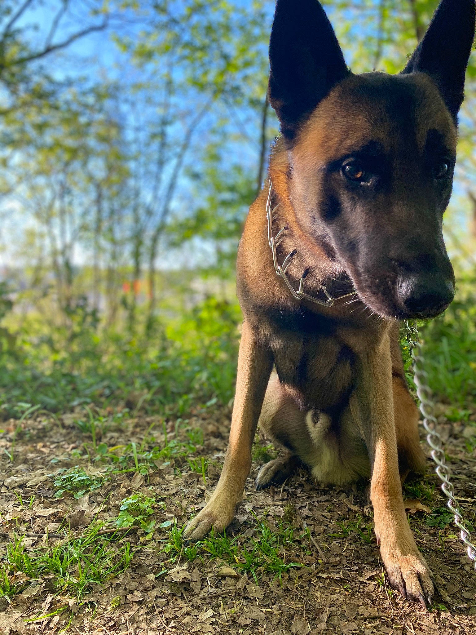 Aïko a rejoint le concours — aidez-le/la à gagner de superbes lots ! canidae, carnivore, collar, companion_dog, dog, dog_breed, dog_collar, fawn, grass, guard_dog, herding_dog, plant, sky, snout, sporting_group, terrestrial_animal, tree, whiskers, working_animal, working_dog