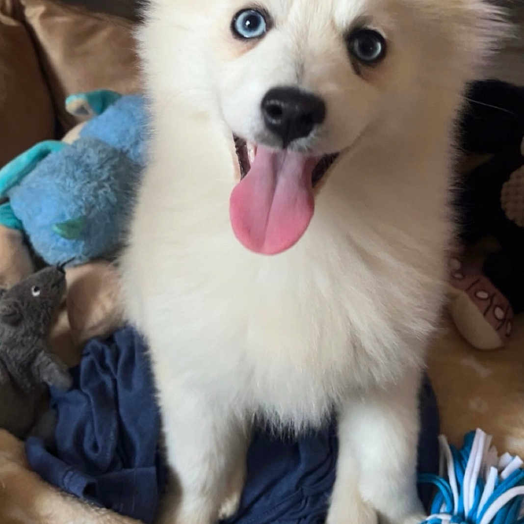 Kaya