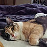 Kiko joined the competition — help win amazing prizes! animal, bed, blanket, calico_cat, cat, door, ear, eyes, fur, furniture, guitar, indoor, looking, musical_instrument, pet, relaxed, resting, room, soft, wood