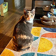 Kiko is registered to the contest to win money with this photo: animal, calico_cat, cat, coffee_table, colorful, cozy, cup, curious, fur, geometric_pattern, home, indoor, looking, paintbrushes, pet, rug, sitting, sunlight, warm_light, wooden_floor