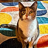 Kiko is registered to the contest to win money with this photo: animal, basket, calico, cat, colorful, cozy, curious, domestic, fur, geometric_pattern, golden_eyes, home, indoor, paws, pet, rug, sitting, tail, whiskers, wood_floor