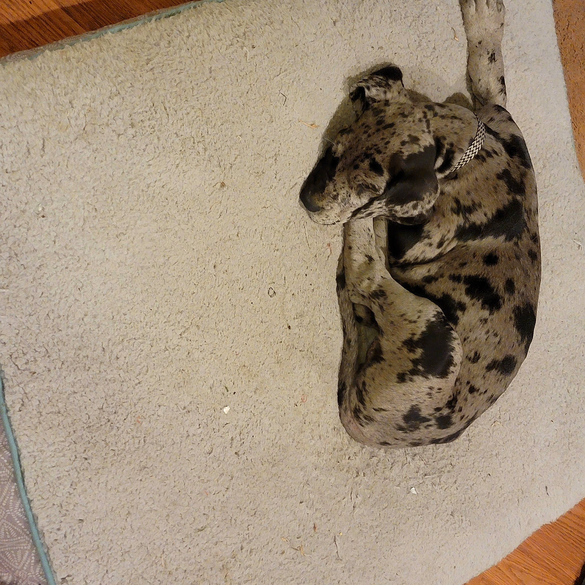 Harley Queen joined the competition — help win amazing prizes! amphibian, art, camouflage, felidae, fish, giraffidae, military_camouflage, painting, pattern, reptile, road_surface, small_to_medium_sized_cats, snout, soil, tail, terrestrial_animal, tints_and_shades, toad, trunk, wood