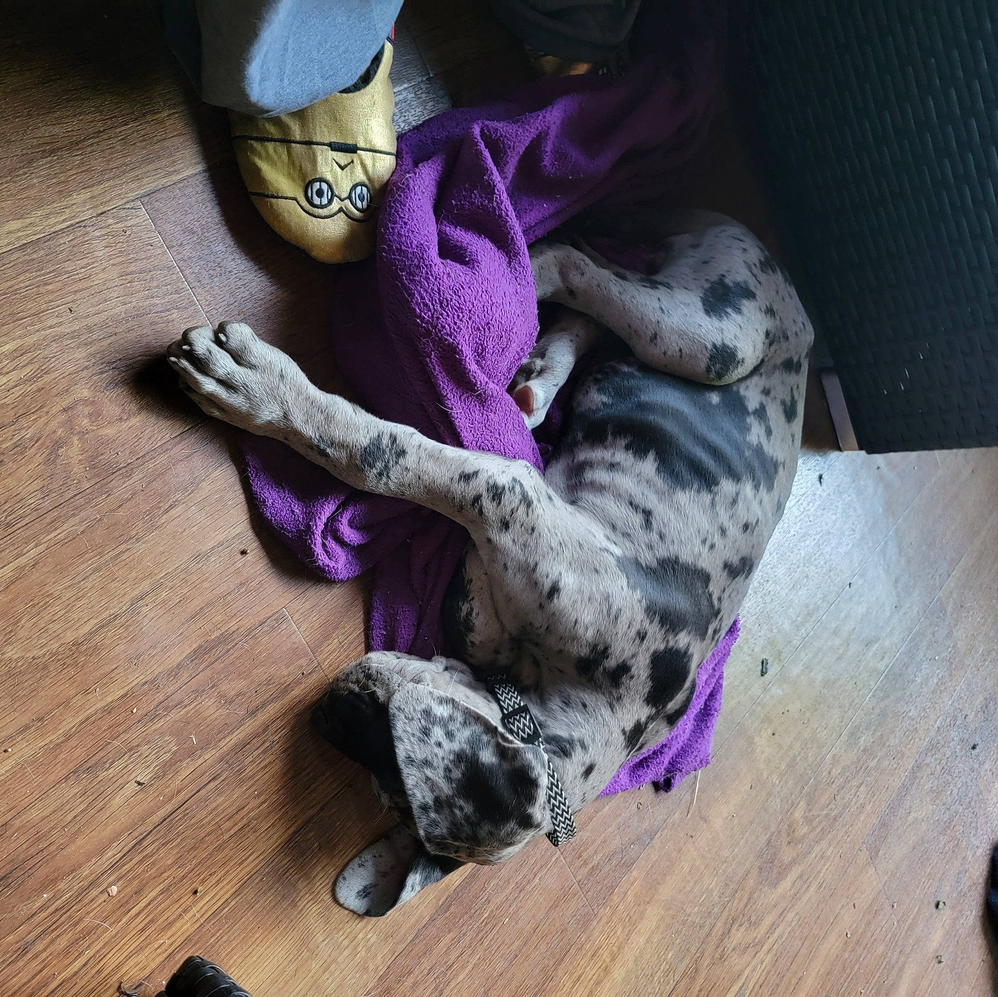 Harley Queen joined the competition — help win amazing prizes! carmine, comfort, dog_breed, electric_blue, fashion_accessory, felidae, floor, flooring, fur, grey, hardwood, laminate_flooring, magenta, plank, purple, safety_glove, tail, violet, wood, wood_flooring