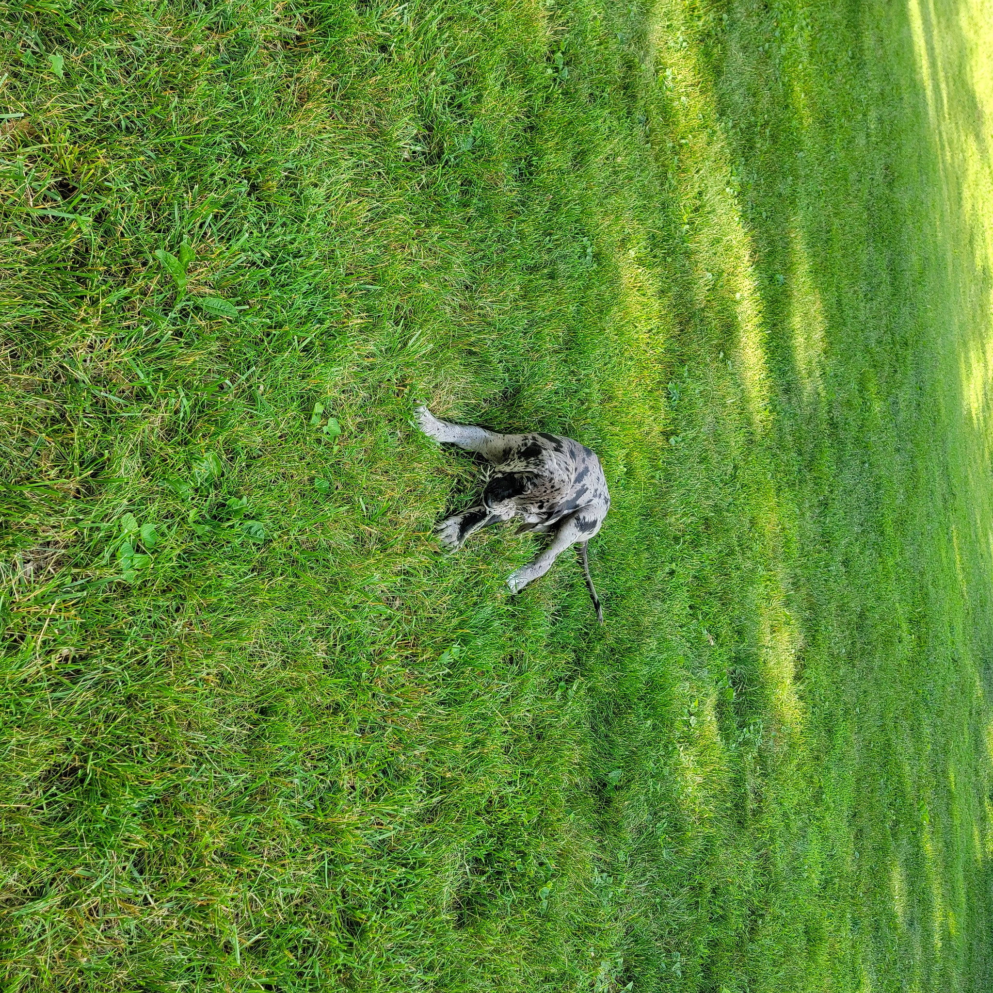 Harley Queen is registered to the contest to win money with this photo: beak, canidae, dog_breed, field, grass, grass_family, grassland, groundcover, lawn, meadow, natural_landscape, pasture, people_in_nature, plant, prairie, soil, tail, terrestrial_animal, terrestrial_plant, wildlife